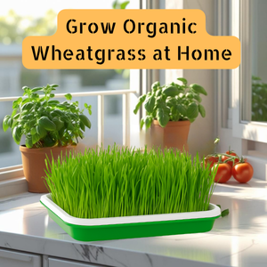 Reusable BPA-Free Microgreens Growing Tray – Soil-Free Hydroponic Sprouter with Lid & Drain Holes for Wheatgrass, Sunflower, Basil – Indoor Kitchen Garden, Easy Clean & Low Maintenance (Pack of 1)
